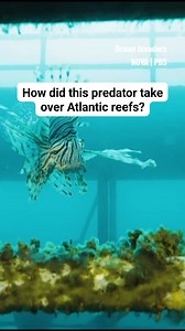 63K views · 893 reactions | Lionfish – long prized in home aquariums – have invaded the Atlantic, and are now one of the ocean’s most successful invasive species, wreaking havoc in waters across the globe. #Lionfish #MarineLife #MarineBiology #MarineScience #AtlanticCoast #Ecosystem #MarineEcosystem #InvasiveSpecies | NOVA l PBS | Facebook