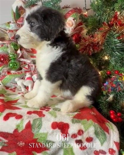 Grace Wood Farm on Instagram: "Meet our sweet baby Obi from Mama Charlie’s litter! 💞 He’s a 7-week-old male Small Standard Sheepadoodle, currently at our Tennessee location. To adopt Obi or learn more, call us today at 803-888-4149! #smallstandardsheepadoodle #sheepadoodlesrule #sheepadoodlesbydesign #sheepadoodlenation #sheepadoodleobsession #sheepadoodlelover #puppies #puppylove #puppygram #doginstagram #dogslife #dogsofinstaworld #gracewoodfarmsc #gracewoodfarm #gracewoodfarmsheepadoodles #s