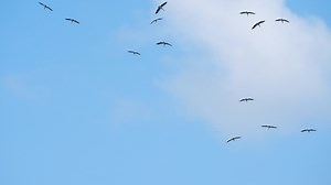 Download Flock of birds flying at against the blue sky. Silhouette of wild bird herons in the sky for free