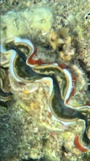 Clam Shell Duo Comes to Life on the Reef 🐚✨