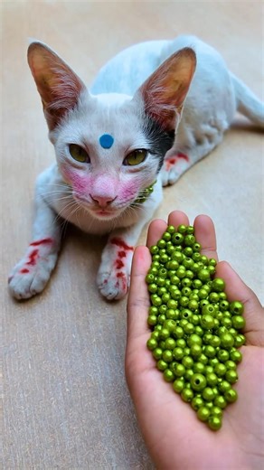 ASMR Cat Satisfying 🌈 Beads Reverse Fun#shorts #cat #asmr #beads #satisfying