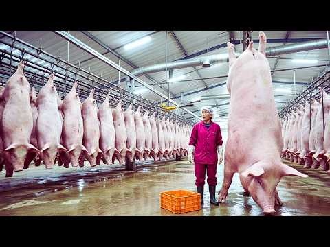How Millions of Black Pigs Are Farmed in China – Advanced Meat Processing Factory Technology