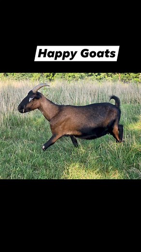 Happy Goats #kiko #kikogoats #goatlife #goatlove #goatfarm #goatlife #goatlovers #grass #pasture #animals | Fish Or Price Ranch