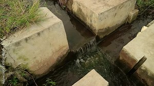Traditional water irrigation canals for paddy fields with traditional water discharge regulators. Fresh water flows through it and the rice paddies look full and bowed.