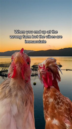 Chickens of the sea ⚓