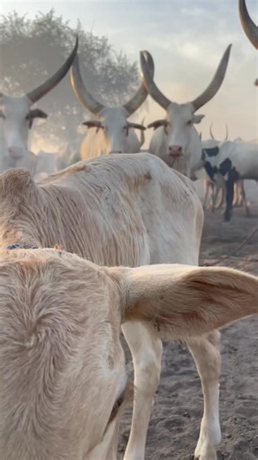As the sun begins to set over Dinka land, the sky turns gold, then amber, then deep orange. Dust rises softly in the evening light as the herd returns home. The bells around their necks echo gently across the open plains. It’s the hour when everything slows down. In the middle of the glowing sunset, two beautiful calves stand quietly in front of their mothers. Small, curious, still learning the rhythm of the herd. Their silhouettes are framed by the fading sun, while their mothers stand protecti