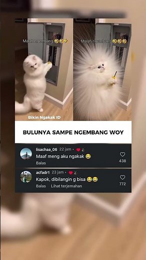 Kucingnya langsung ngembang #lucu #memengakakkocak #bikinngakak