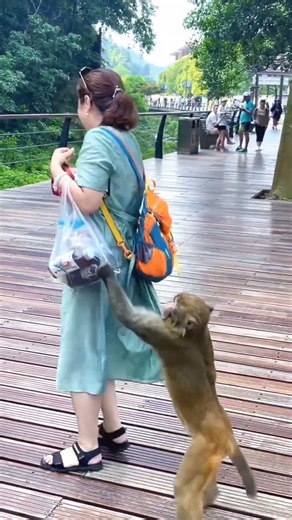 🐒Monkey Goes Wild and Attacks Everyone! 😂 #shorts #viral #video #monkey