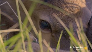 When elk calves are born, they’re incredibly vulnerable – but nature gives them one amazing advantage. See how these helpless youngsters thrive in Mystery in Yellowstone tonight at 7: http://bitly.com/YellowstoneMystery | Smithsonian Channel