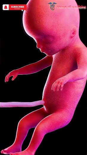 Inside the Womb – See How Babies Really Develop #pregnancy #3d #anatomy