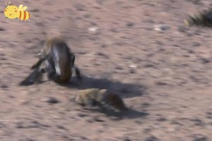 Dawson's Burrowing Bee #bee #insect #bee #animalwo | Paul باول