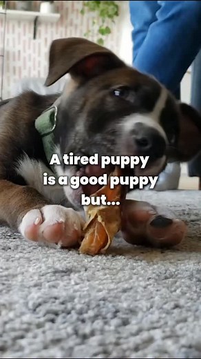 You’ve heard it before “a tired puppy is a good puppy,” right? Well…...