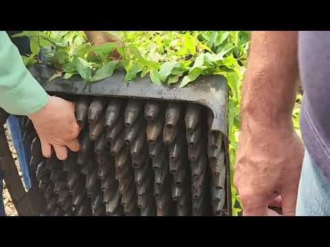 Kỹ thuật trồng bạch đàn tàu bạch đàn cao sản Dương Trần vua cây giống toàn quốc. keo cấy mô