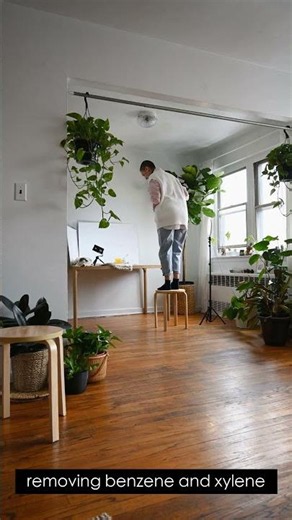 Stop Scrolling: Air-purifying Plants
