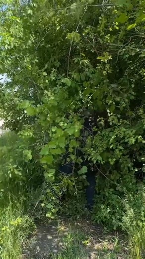 12K views · 145 reactions | This COMMUNITY GARDEN was CUT OFF from NEIGHBORHOOD so I fixed that | The Technology | Facebook