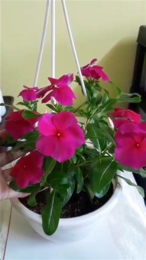 this is your sign to plant a periwinkle saplings 🌸🪴 #youtubeshorts #ytshorts #periwinkle