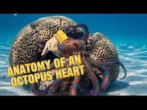 The octopus heart unveiled 🤔