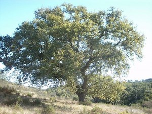 Quercus faginea - Alchetron, The Free Social Encyclopedia