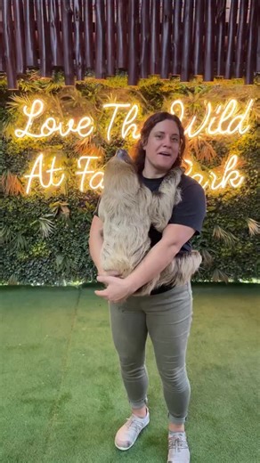 Just hanging around with this two-toed sloth at Fame Park in Dubai! 🦥💚 You might think being upside down would be uncomfortable, but for them, that’s actually their “right side up.” Sloths are built for a life spent suspended from branches, their organs are positioned differently inside their bodies, with their stomachs, livers, and even spleens shifted to accommodate hanging. Their long curved claws act like natural hooks, locking into place so they can hang effortlessly without using any mus