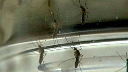 Why you may never get bit by a mosquito at Disney