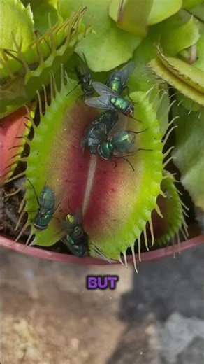 "What If You Fell Into a Giant Venus Flytrap?"