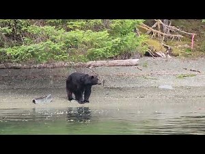 Wildlife Wonders of Haida Gwaii: 6 Minutes of Breathtaking Encounters!