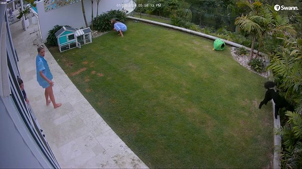 Une fille sauve un cochon d'Inde d'un serpent