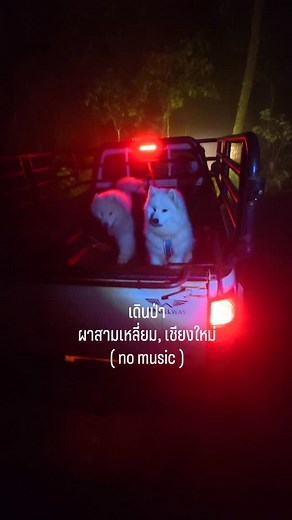 7.9K views · 8.2K reactions | ผจญภัย ( ประสบภัย ) ณ ผาสามเหลี่ยม เลโกลัส & เมโลดี้ ( ภาพจากทริปดูได้ที่โพสก่อนหน้าเลยค้าบ ) วันเดินป่า : 16 ตุลาคม 2568 . #samoyed #ซามอยด์ #เดินป่า #ผาสามเหลี่ยม #เชียงใหม่ | Lego The Samoyed | Facebook