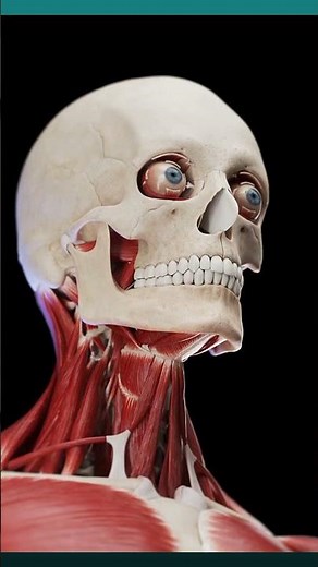 Explore the Anatomy of Head Muscles with an exploded view #dynamic #human #anatomy #shorts #fyp