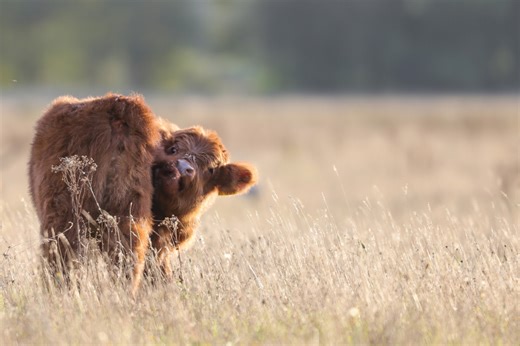 Fluffy Baby Cow Finds His Tail and Total Cuteness Ensues