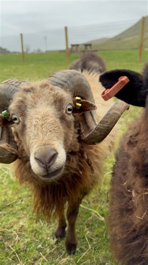 15 reactions | The smallest sheep in the world - Ouessants  They might have stole our hearts a little such characters  they can run pretty fast too  just wait for the end of the clip  #ouessantsheep #sheep #farm #rarebreed | The Freckled Mum of 2 | Facebook