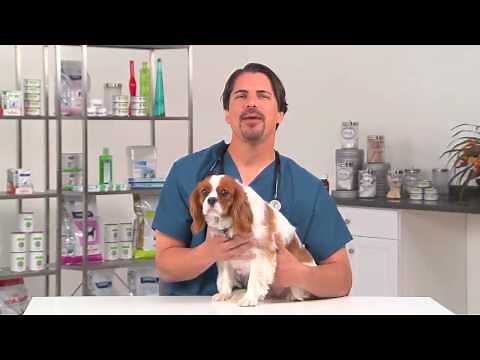 Fleas: Tips To Protect Your Dog During Flea Season