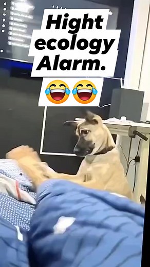 51 reactions · 15 shares | Emergency alarm Clock. ⏰ #alarms #alarmclock #reelsfypシ #comedyreels #intertentment #followers | Marilou Largo Samson | Facebook