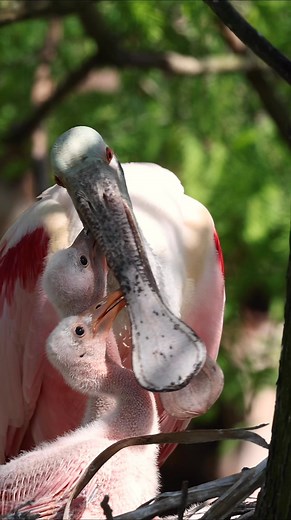 Spoonbill feeding her babies in Florida | Harry Collins Photography