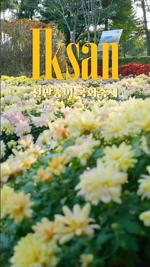 🌸 2025 천만송이 국화축제, 마지막 주간! 🌸
