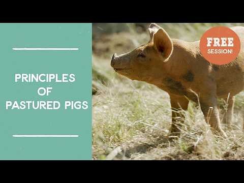 Principles of Pastured Pigs | Joel Salatin | FarmLikeALunatic.com Free Session!