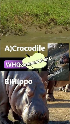 Crocodile vs Hippo 🐊🦛 Who Wins?