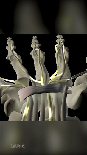 Carpal Tunnel Syndrome: Causes & Symptoms