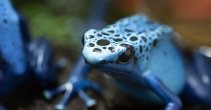 Amphibians at Jersey Zoo | Durrell