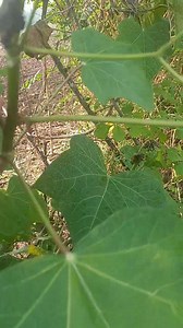 7.4K views · 99 reactions | Alguien sabía para que sirve el tempate? Como lo conocen ustedes? | Cantón Tutultepeque, Nejapa | Facebook