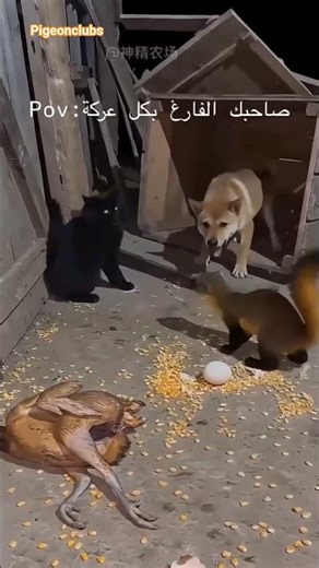 Funny fight 😅| Dogs lovers || Duck lovers|| 🐈 Cat lovers 😂#fighting #dog #cat #duck