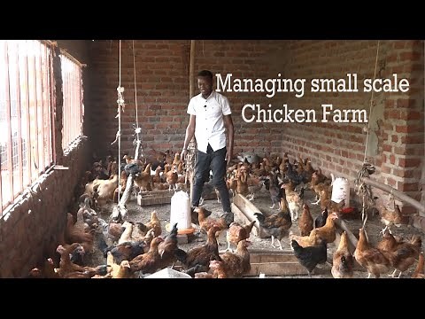 Chicken Farming - How To Manage A Small Scale Poultry Farm.