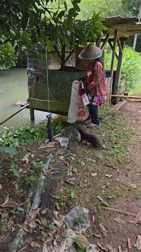 Ibu lagi apa? ll Mom, what are you up to? #siboni #sibona #siamoy #otter #animals
