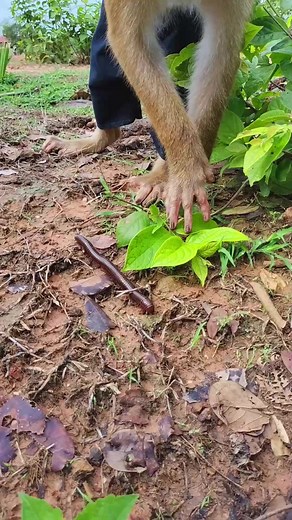 Monkey Interacts with Millipede in Outdoor Adventure