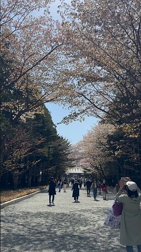 北海道神宮の表参道における桜 - 2026年4月26日 (Short video) #北海道神宮 #表参道 #桜の花