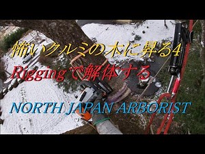 834．怖いクルミの木に昇る4　Riggingで解体する