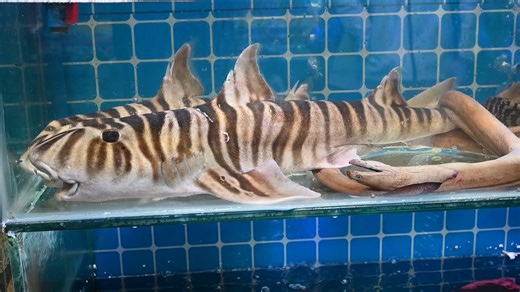 厦门八市的狭纹虎鲨/斑紋異齒鯊Heterodontus zebra