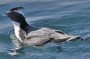 Japanese murrelet - Alchetron, The Free Social Encyclopedia