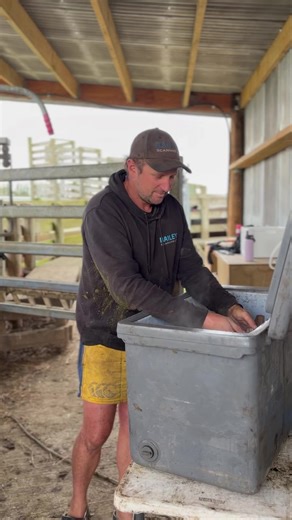 When the tag number is “6-7” and you’re just trying to brand cattle😅🐮 #iykyk #teenagejokes #freezebranding #anguscattle #beefnz #67 | Rockley Angus