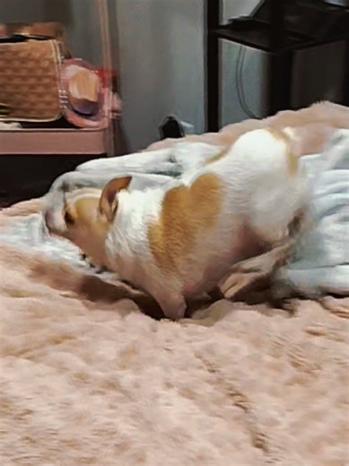 Understanding Plumpy Chihuahuas Around the World